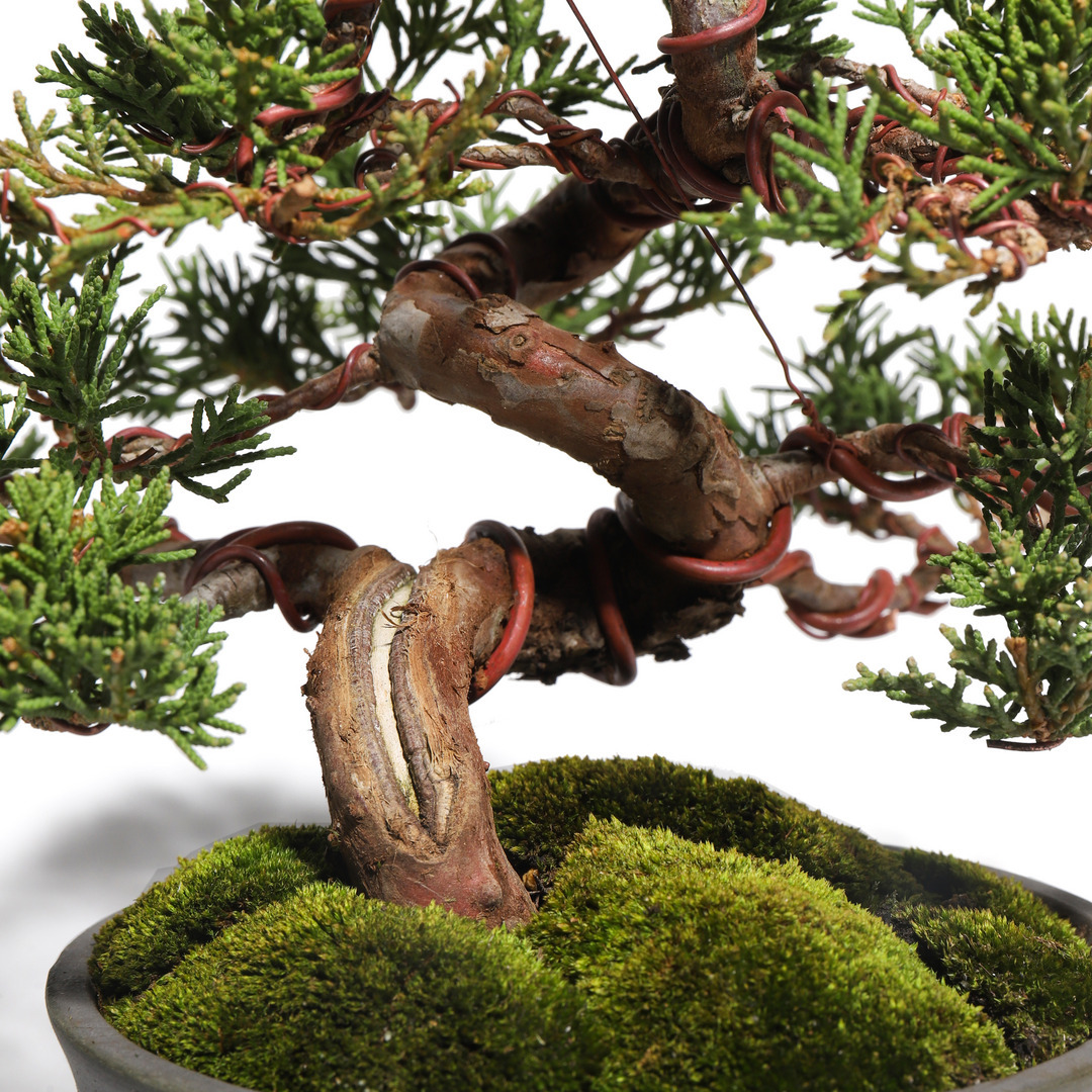 真柏 -Japanese Juniper- （推定樹齢30年）-M0005-｜TRADMAN'S BONSAI